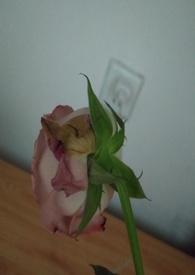 渣女的惩罚 渣女的惩罚
